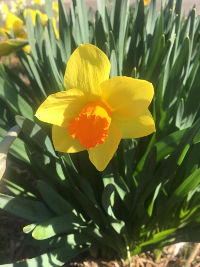 Blooming daffodil