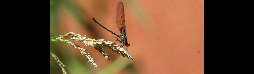 Dazzling Ruby Damsefly