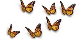 Butterflies
