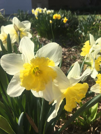 Blooming daffodil