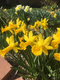 Blooming daffodil